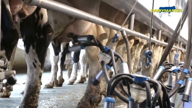 Milking 800 cows in New York