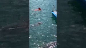 Поплавать с дельфинами на Кубе