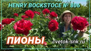 Пион Henry Bockstoce. Цветение 2022 года / Сад Ворошиловой
