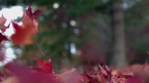 'Древлегорск' 'Оять' 'Радость' 'Осень'