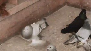 Cеверокавказские бойные космачи-Персы/North Kavkaz Tumbler (ЮРИЙ АВАКОВ ,г. Кисловодск(Став. край)