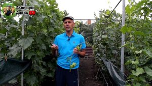 Пасынковый урожай - что с ним делать?