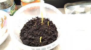 Эремурус - стратификация и посадка семенами - сеянцы взошли но погибли