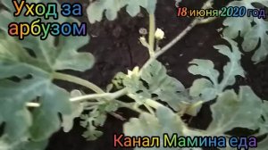 Прищипываем лишние плети арбуза