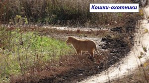 Кошки охотники и охотницы. Вполне при хозяевах, но гуляют вольно на природе