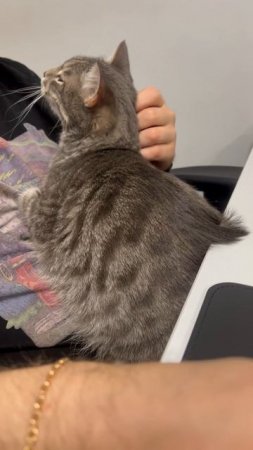 Котя 🐱