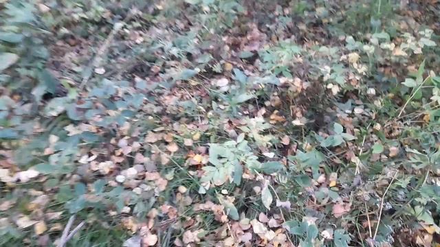 Сбор грибов. Нетронутое место в Сибири. Сходили за грибами получается