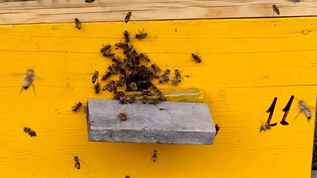 Премьера В.Г. Кашковский на Zello "Пасека и пчеловод" смотреть онлайн