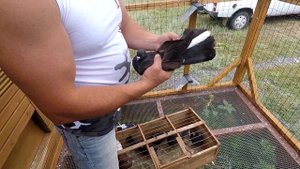 В поисках голубей Продолжение