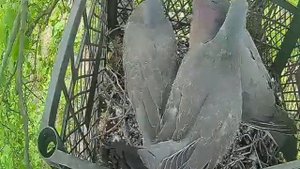 #animals #turtledove #птенцы как голубь горлица кормит голодных птенцов