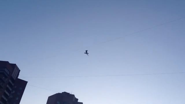 Чайки на Оккервиль смотреть онлайн