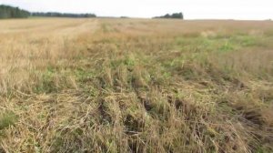видио прямой и нулевой посев озимого рапса 14 08 18