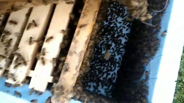 Роєловний сезон 2021. Пересадка роїв. Плідні матки в роях.Роєловство без понтів. смотреть онлайн