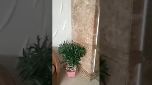 Paris NHA Trang Hotel обзор смотреть онлайн