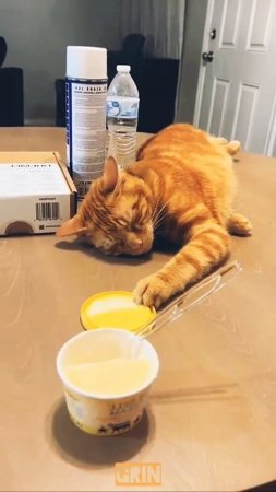 🔥Кража века...😸