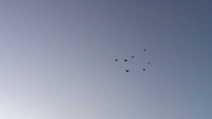 Николаевские голуби в Мариуполе.Котенко Р.Л.