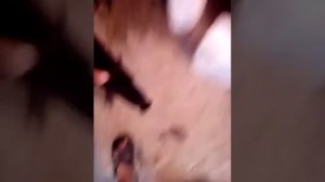 Амортизаторы москвич 2140