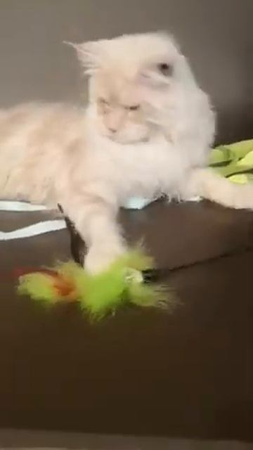 КОТ №61 1 ПОМЕТ НА БУКВУ П от 17 03 200204 смотреть онлайн