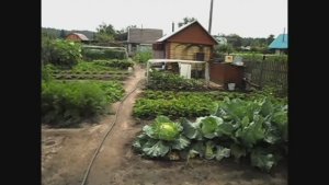 Три урожая с одной грядки