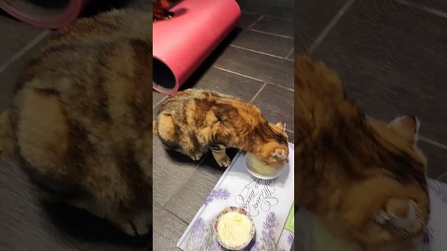 Луняша любит кашу, а Маняшка-умывашка) смотреть онлайн