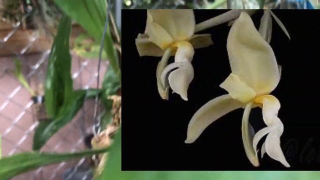 #ANORCHIDADAY #TODD'STROPICALS #STANHOPEA AN ORCHID A DAY: EPISODE 58 смотреть онлайн