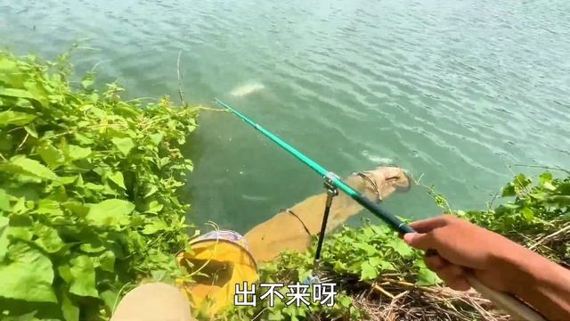 天氣晴朗魚情直接爆炸！一下午時間四條超大鰱鳙，帶回家分給鄰居美滋滋【野釣長空】