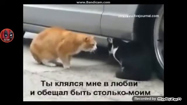 Тигр шоу выпуск 3 смотреть онлайн