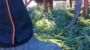 Самодельный анкерный сошник на сзс 2.1