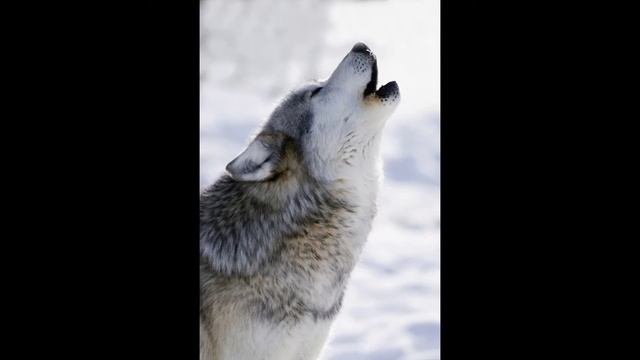 #WolfAryshan