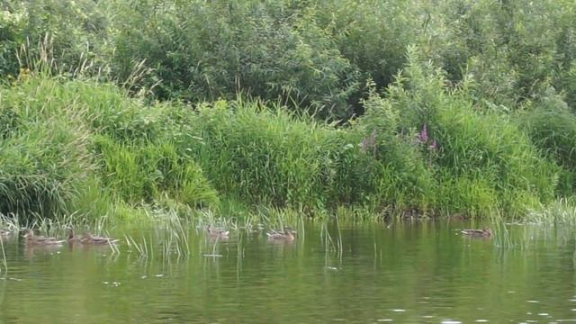 2016, 07 22 24 июля 00198 Алексин смотреть онлайн