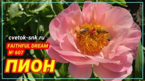 Пион Faithful Dream. Цветение 2022 года / Сад Ворошиловой