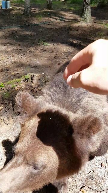 Медвежонок "Лиза" смотреть онлайн