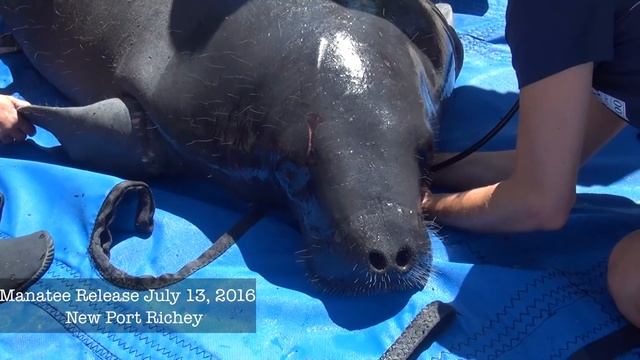Monofilament Entangled Manatee смотреть онлайн