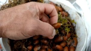 Как вырастить дуб из желудя