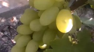 Сорт винограда "Вива Айка" - сезон 2017