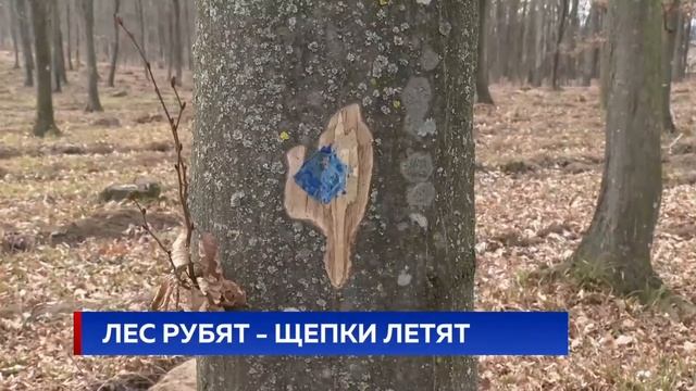 ЛЕС РУБЯТ - ЩЕПКИ ЛЕТЯТ смотреть онлайн