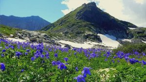 Чем выше в горы, тем ярче цветы...