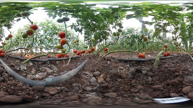 seminis 360 смотреть онлайн