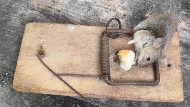 МЫШЬ ПОПАЛА В МЫШЕЛОВКУ