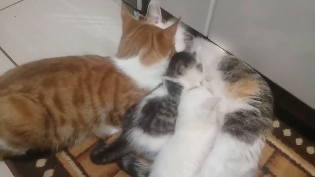 Меня разбудил ночью странный звук смотреть онлайн