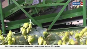 В Чувашии протестировали новый хмелеуборочный комбайн