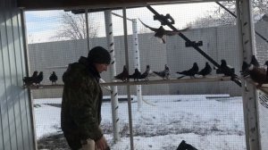 Николаевские голуби