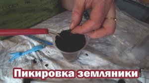 Пикировка земляники