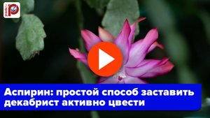 Зацветет шикарно! Секрет декабриста: обычный аспирин творит чудеса – вот как применять