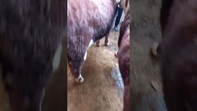 молбозор худжанд букачахо