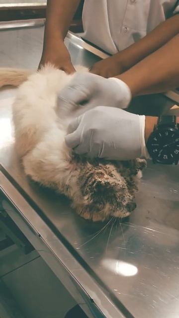 kucing kena scabies di rawat di klinik hewan #shorts #cats #scabies смотреть онлайн