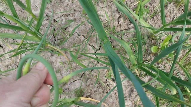 Удаляем стрелки чеснока правильно! смотреть онлайн