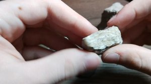 Трилобиты