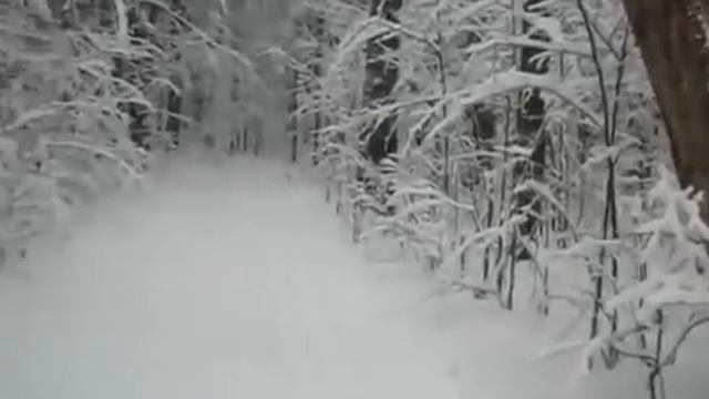 Зимний снежный лес