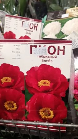 Корни пионов для пионоводов и не только... Торговый центр "Момо". Пр. Партизанский 150 А ст. метро М